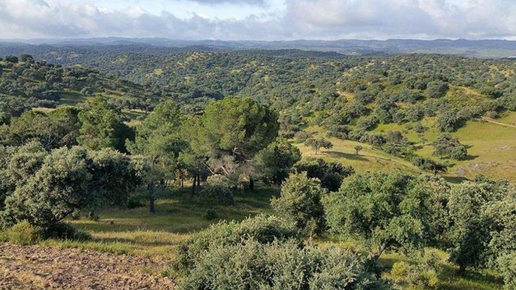 La certificación de sostenibilidad PEFC, un elemento clave en las futuras ayudas forestales en Andalucía